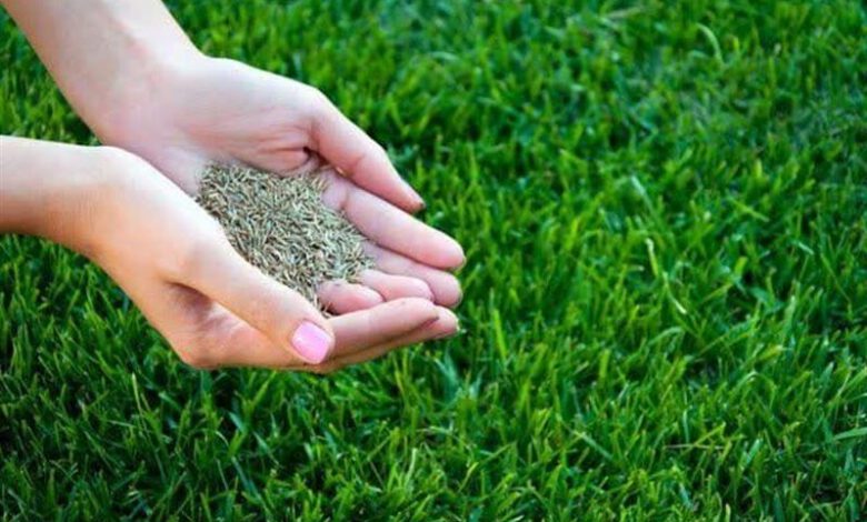 ایران در تولید ذرت علوفهای به خود كفایی رسیده است