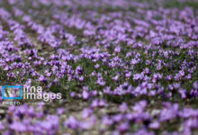 زعفران ایران در تنگنای صادرات؛ فقط ۳۰ درصد صادرات رسمی است