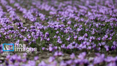 زعفران ایران در تنگنای صادرات؛ فقط ۳۰ درصد صادرات رسمی است