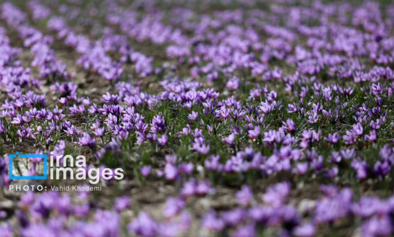 زعفران ایران در تنگنای صادرات؛ فقط ۳۰ درصد صادرات رسمی است